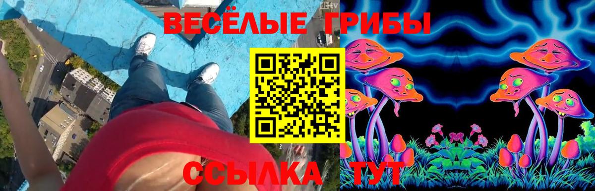 Псилоцибиновые грибы Psilocybine cubensis  купить закладку  Шатура  Вход с VPN  Псилоцибиновые грибы GOLDEN TEACHER 